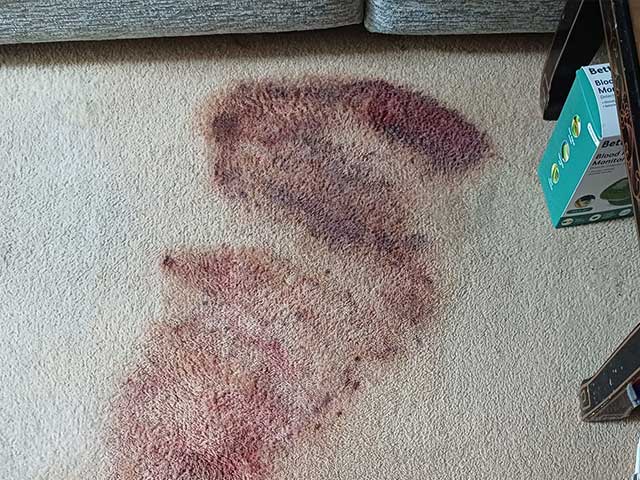 Before cleaning a blood splattered carpet